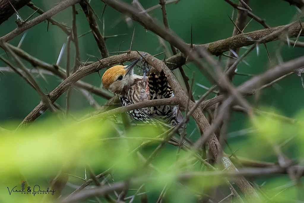 Yellow-crowned Woodpecker